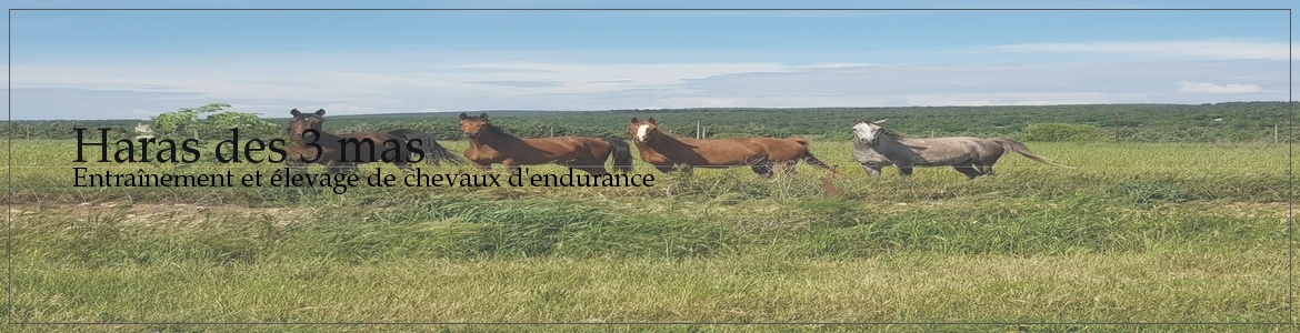 Haras des 3 mas 
